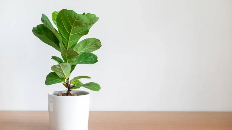 Fiddle leaf fig