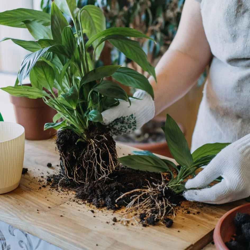 Peace lily propagation