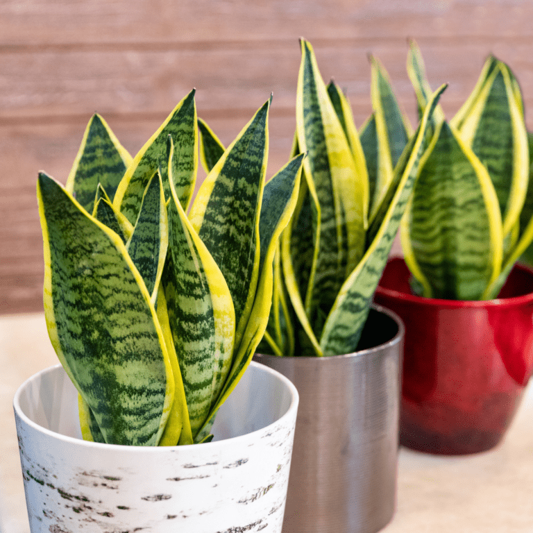 Snake Plant