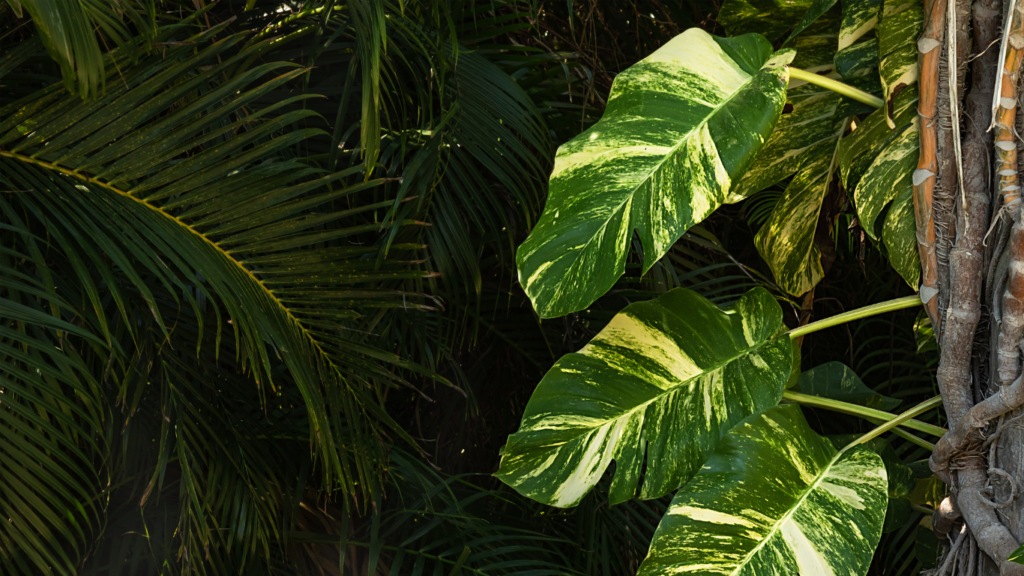 Hawaiian Pothos