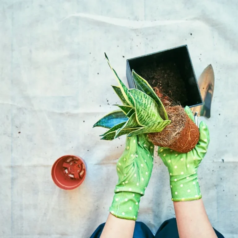 Snake plant repotting