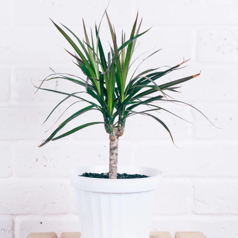 Dracaena