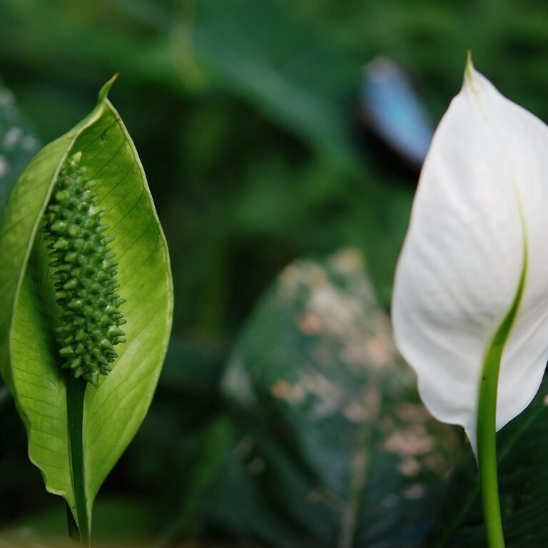 Peace lily flower