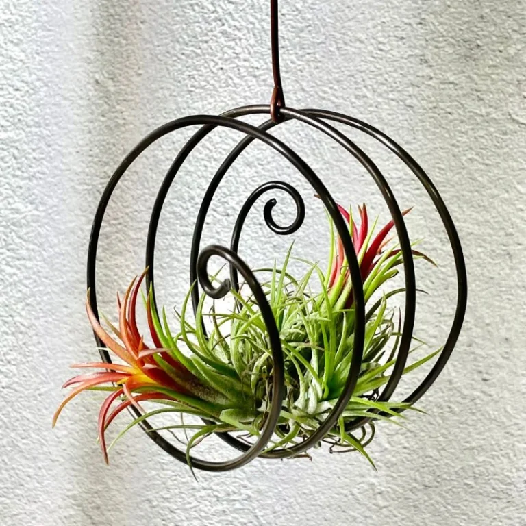 Air plant holder