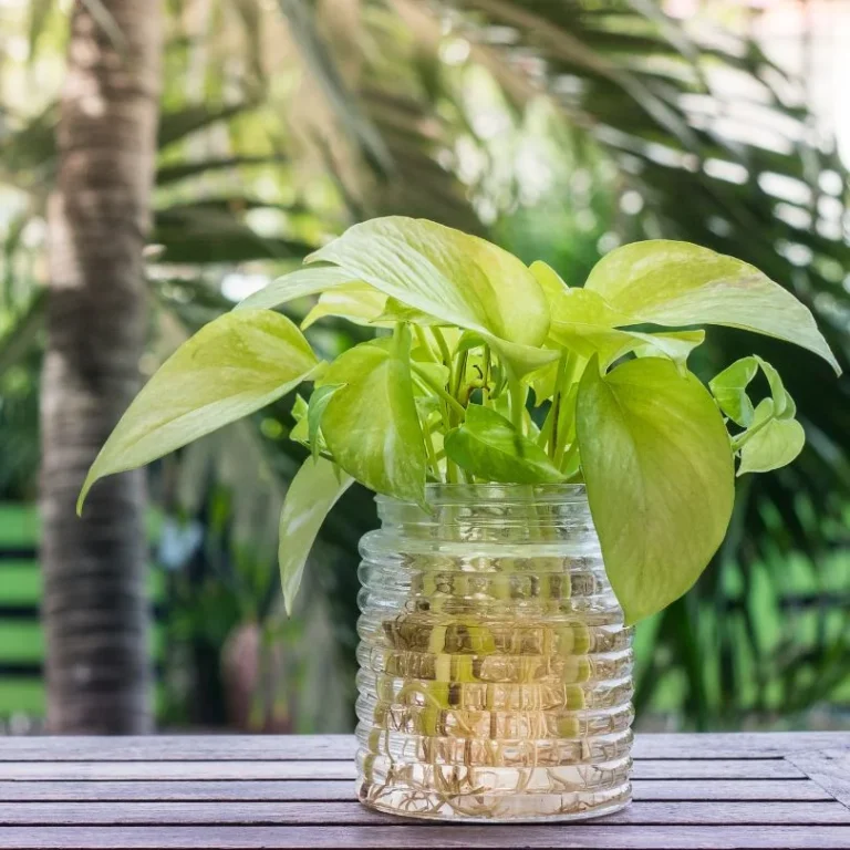 Pothos propagation