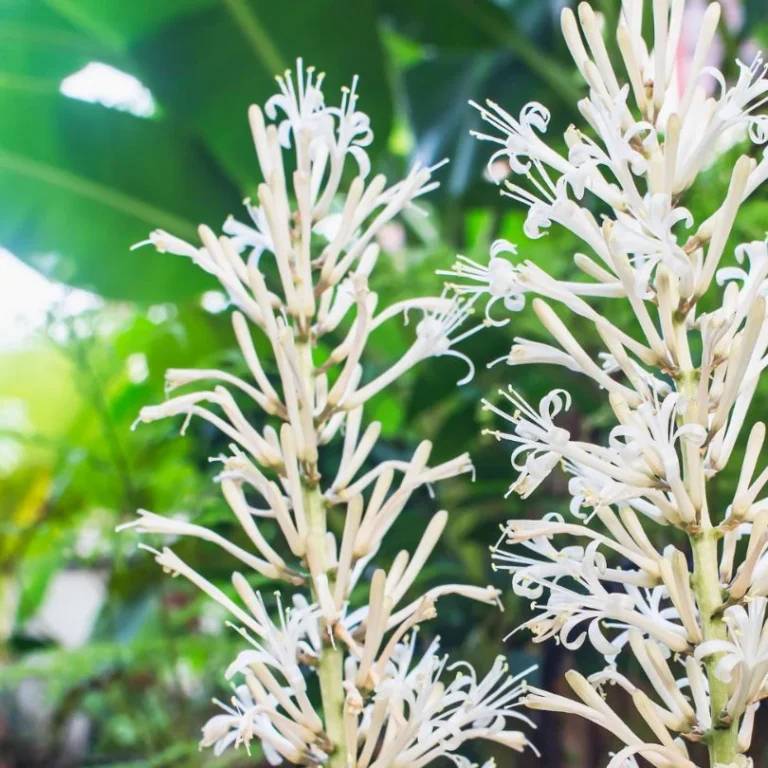 Snake plant flower