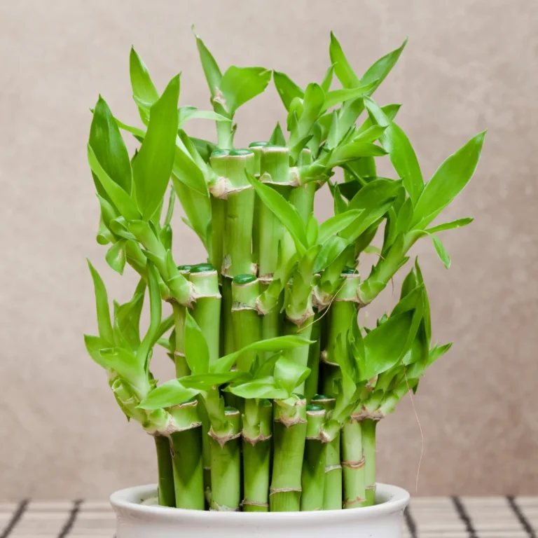 Lucky Bamboo