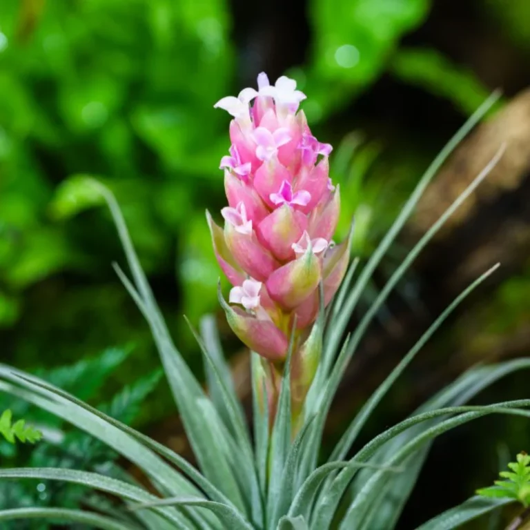 Air Plant Flower