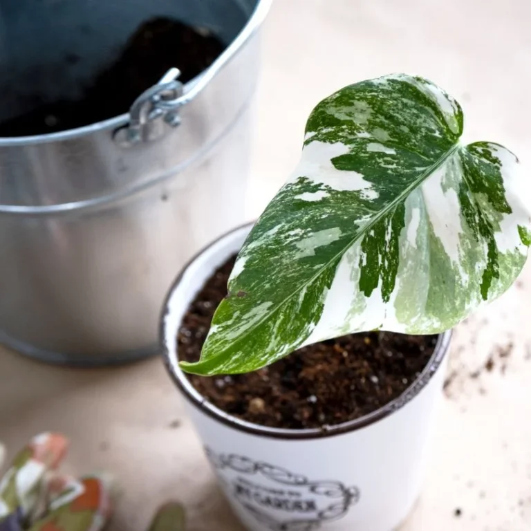 Monstera Propagation