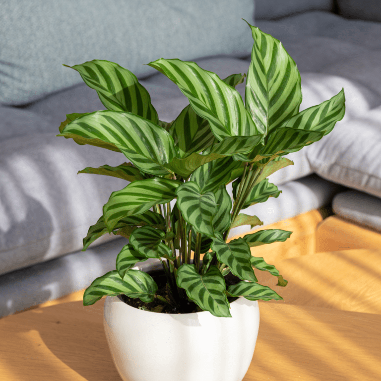 Prayer Plant