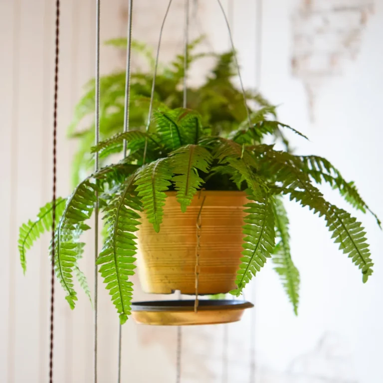 Boston fern