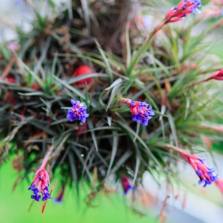 Air Plant Flower