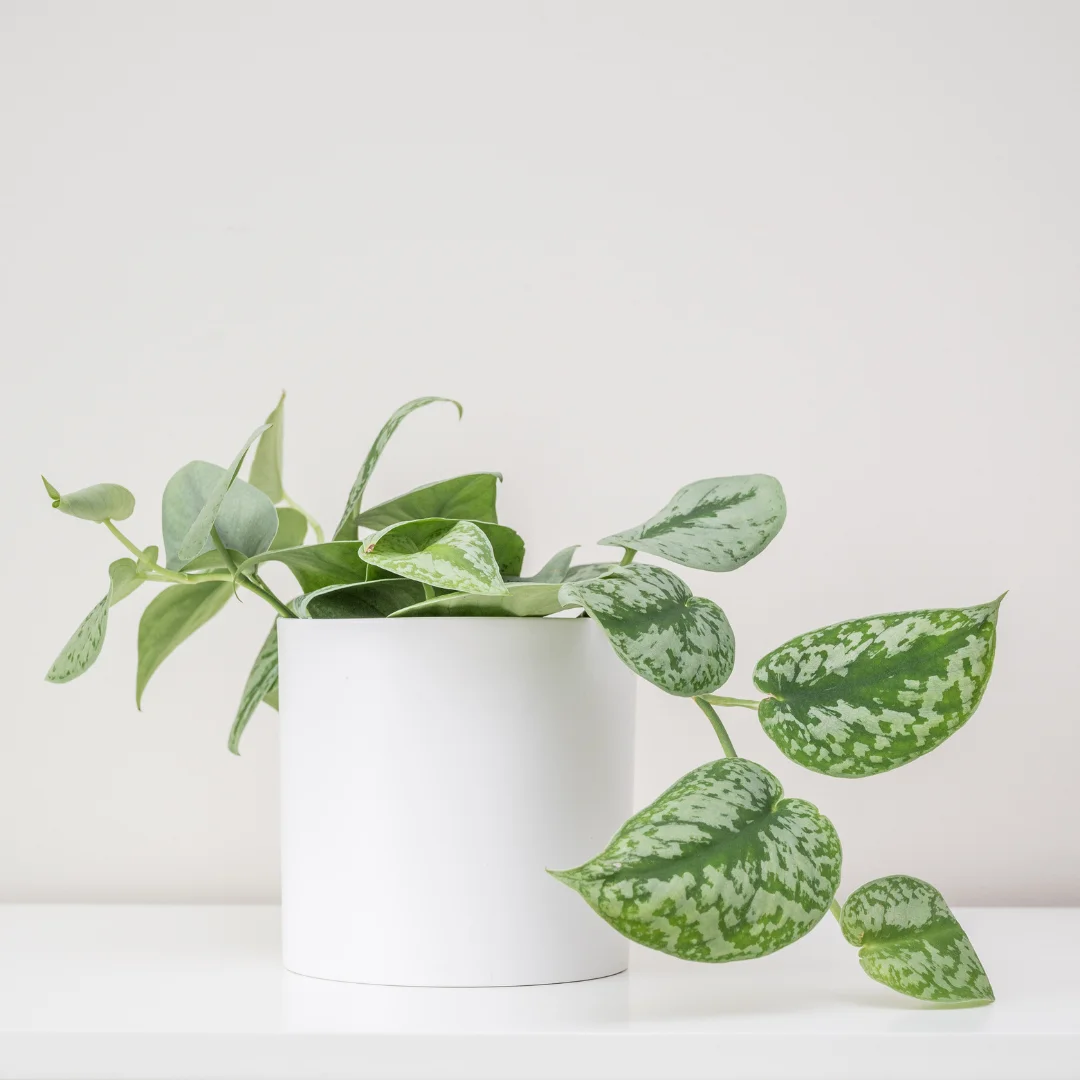 Silver Pothos