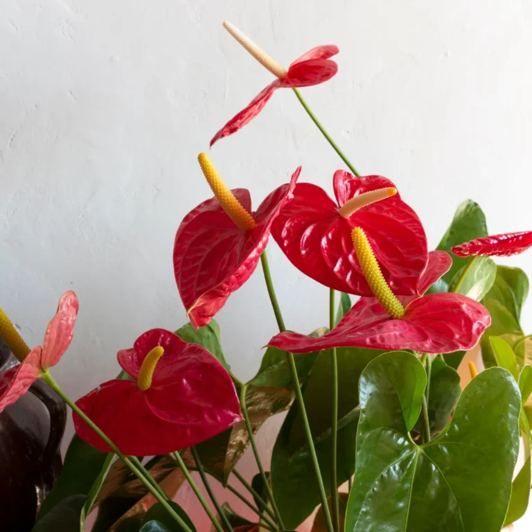 Anthurium