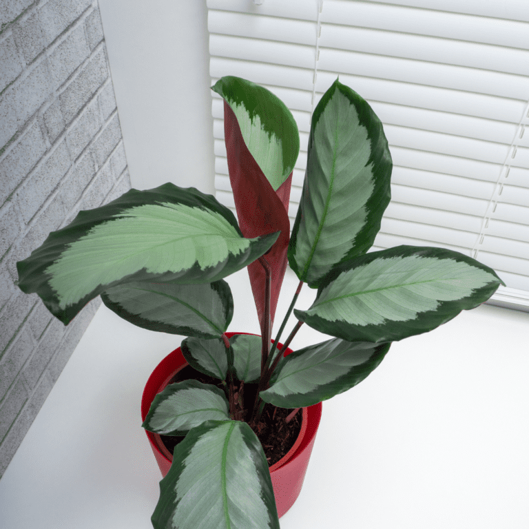 Calathea