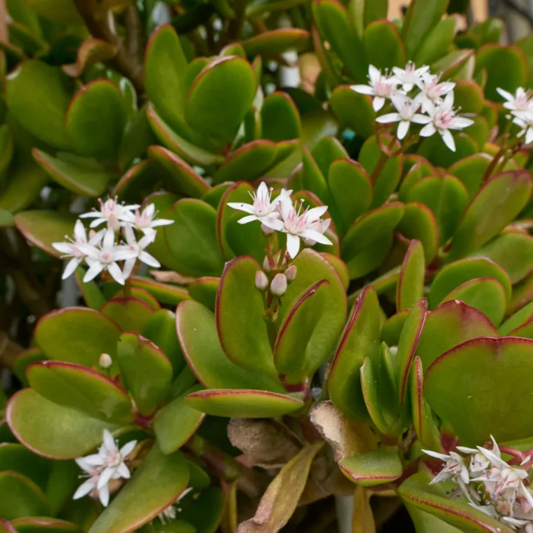 Jade flower