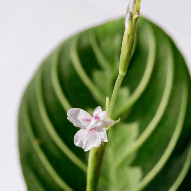 Calathea