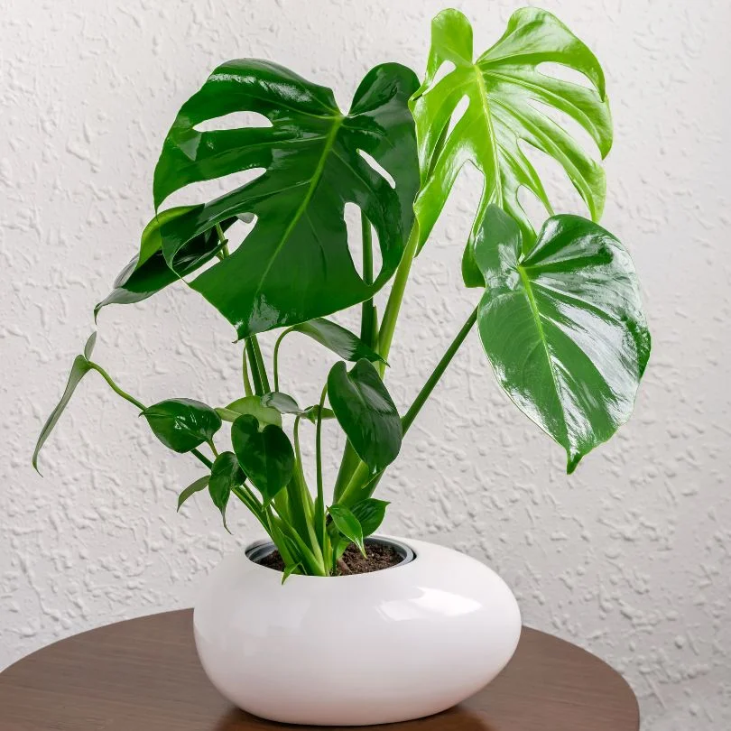 Monstera Pinnatipartita