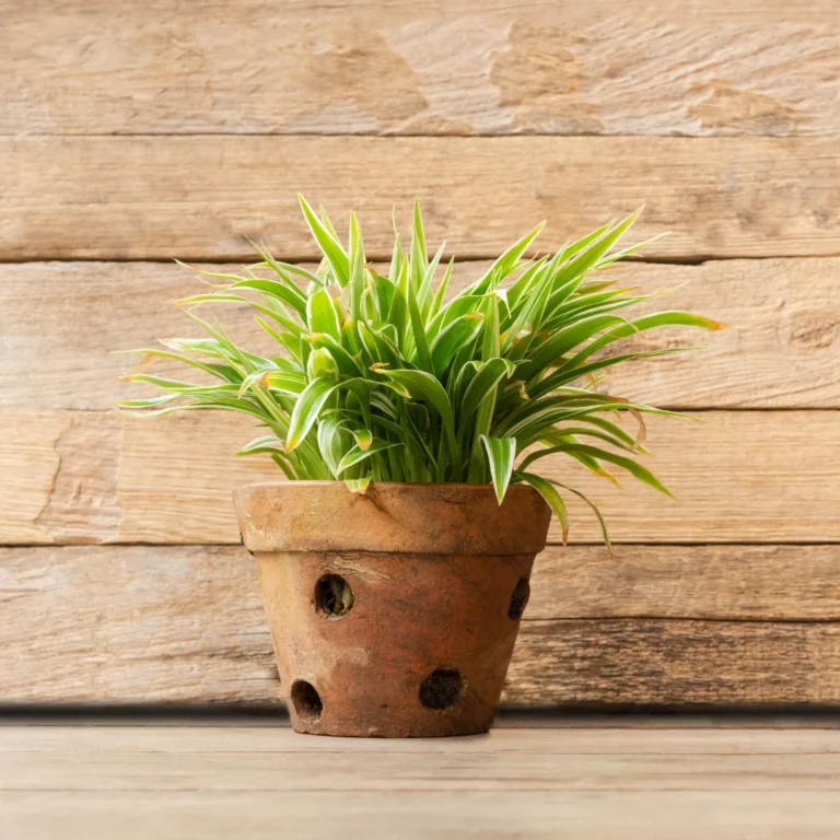 Spider Plant in Clay pot