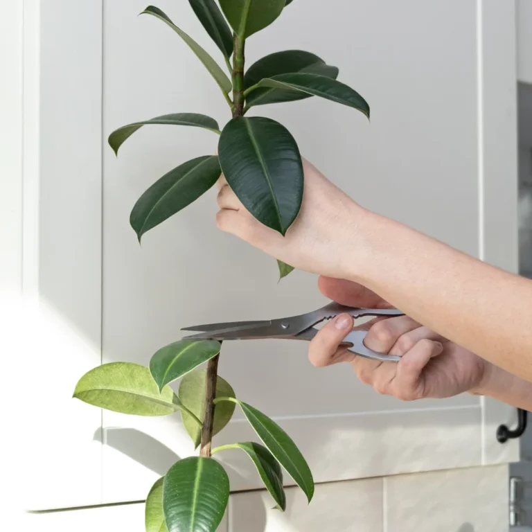 Rubber Plant cutting