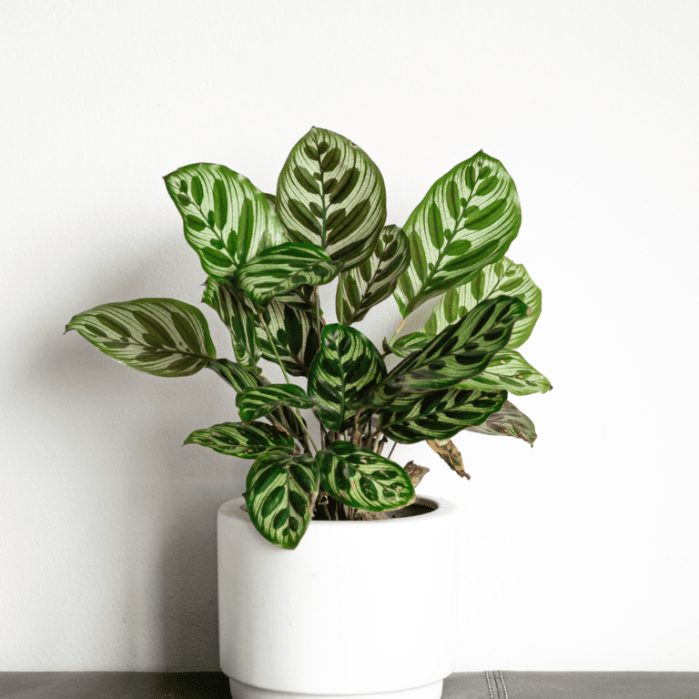 Calathea makoyana