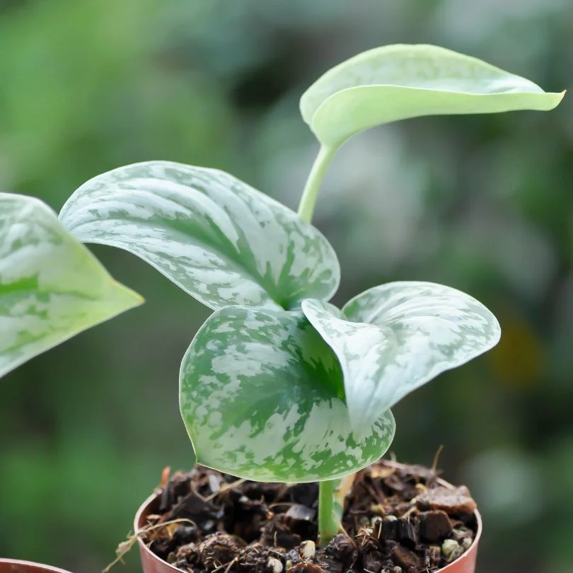 Silver Satin Pothos