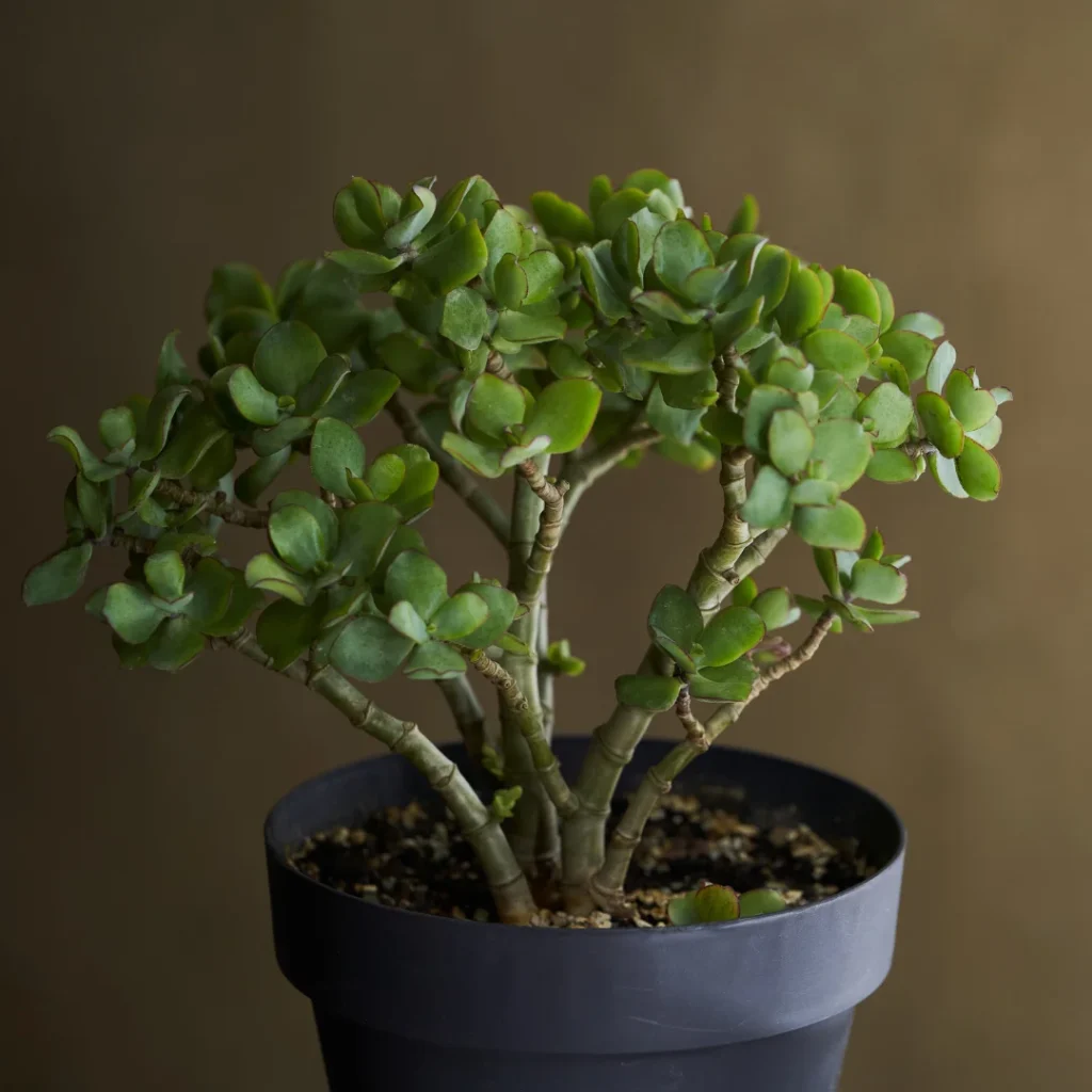 Jade plant