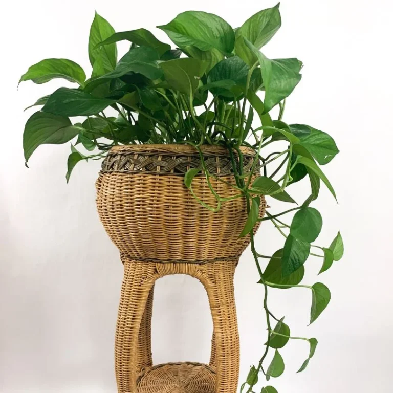 pothos in container