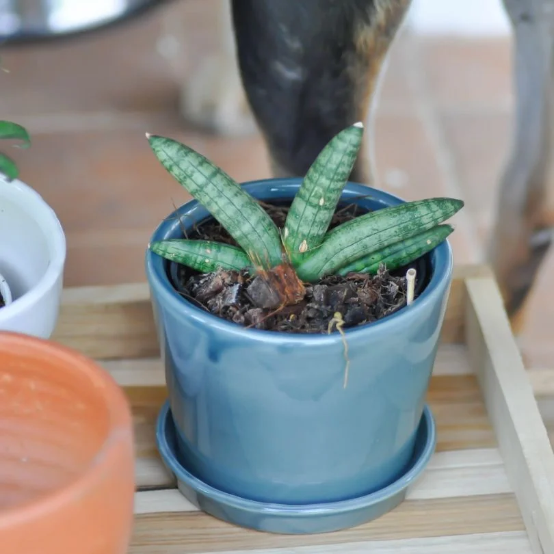 Sansevieria Boncellensis