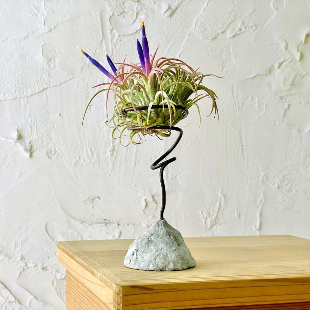 Air plant holder