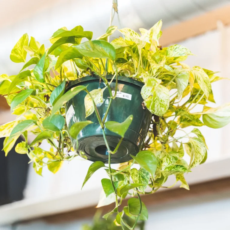 Hanging pothos