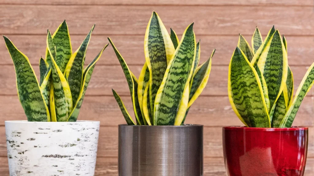 Snake plant