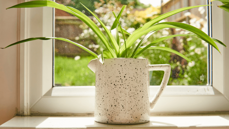 Spider plant