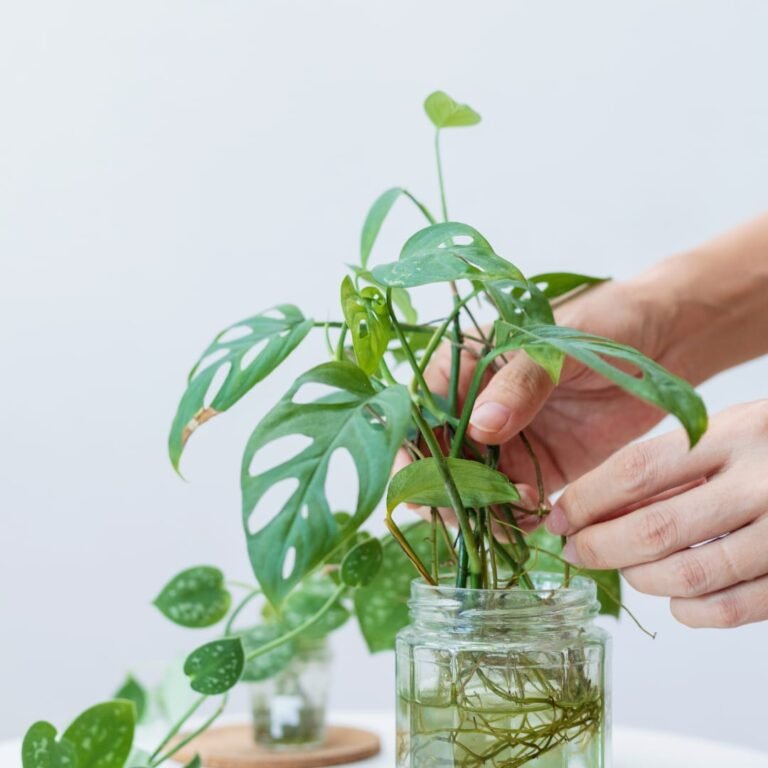 Monstera Propagation