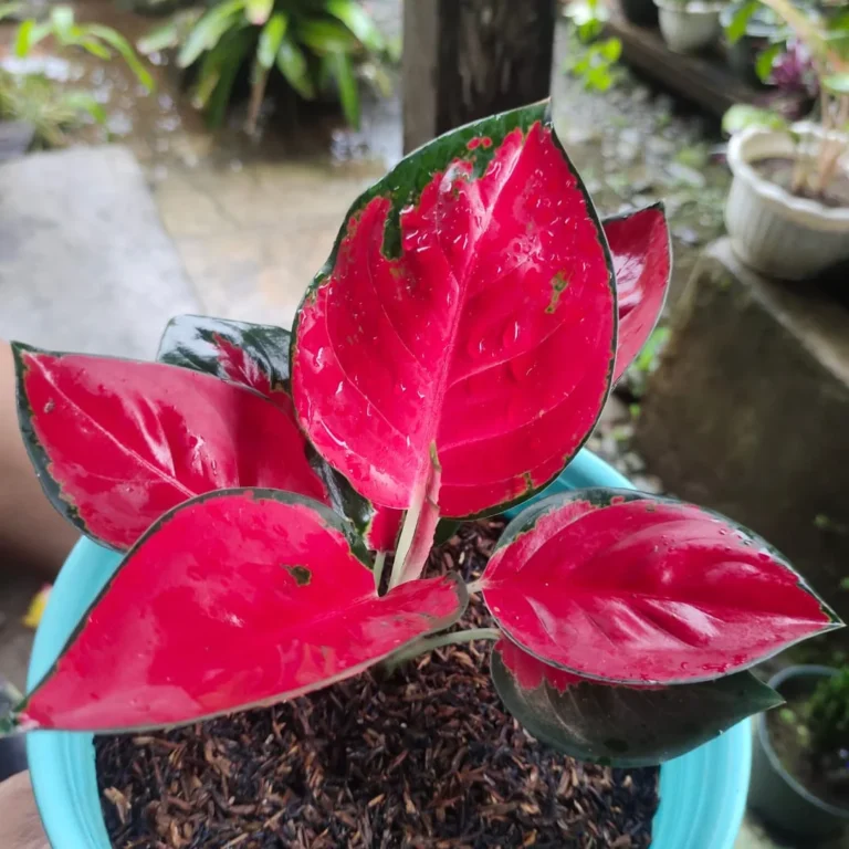 Red Anjamani