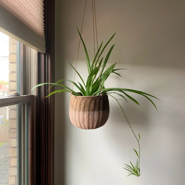 Spider Plant in hanging pot