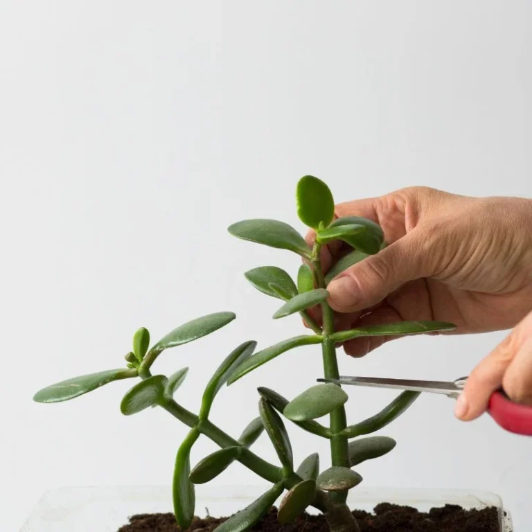 Jade plant propagation