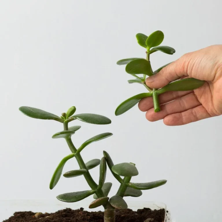 Jade plant propagation