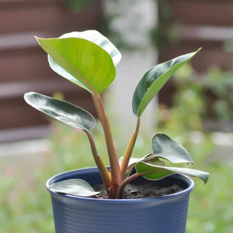 congo rojo philodendron