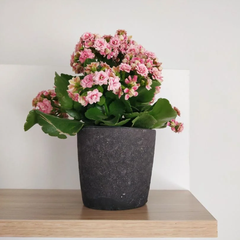 Kalanchoe in container