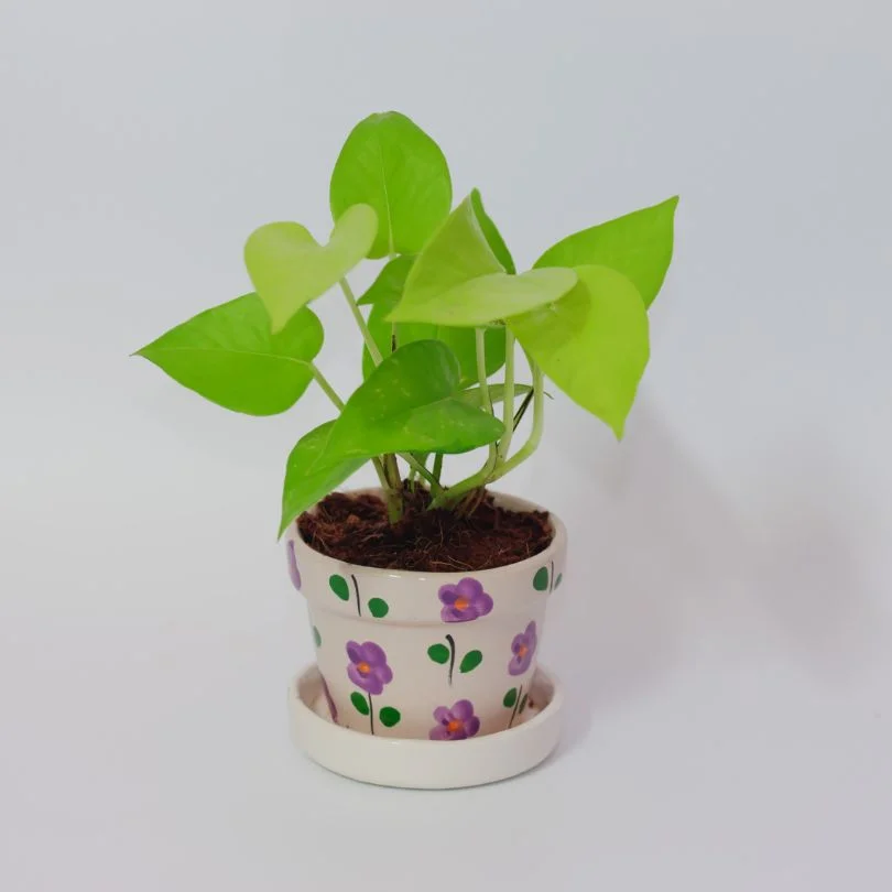 neon pothos in ceramic pot