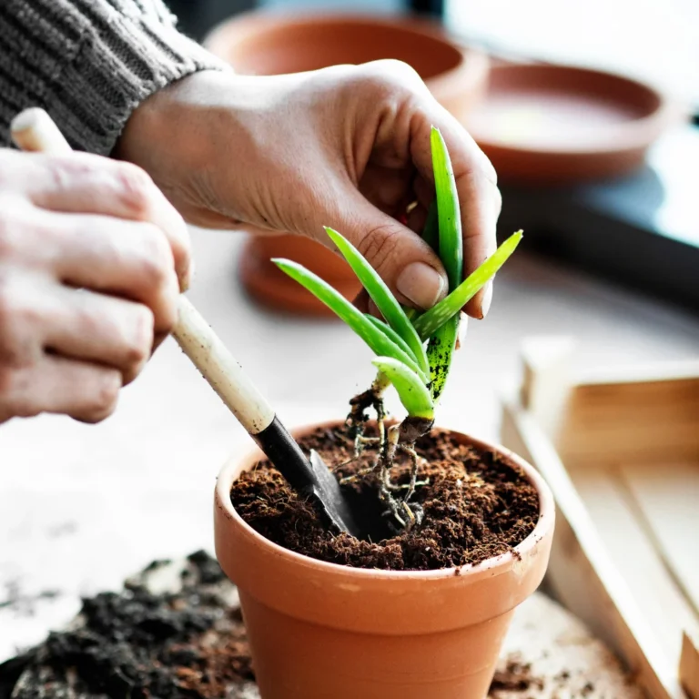 Aloe vera repotting