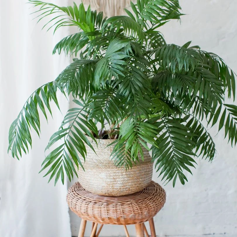 Areca Palm