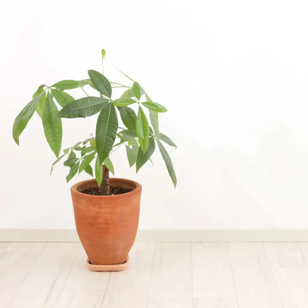 Money tree in clay pot