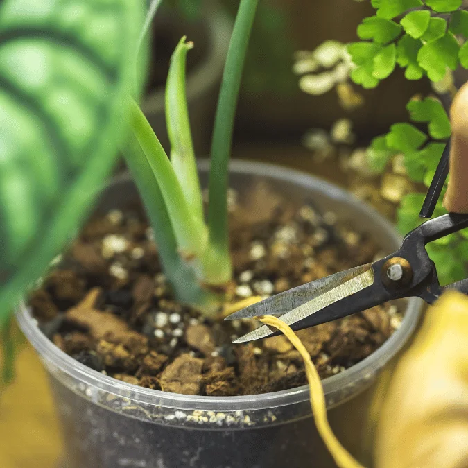 Pruning alocasia