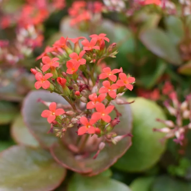 Kalanchoe blossfeldiana