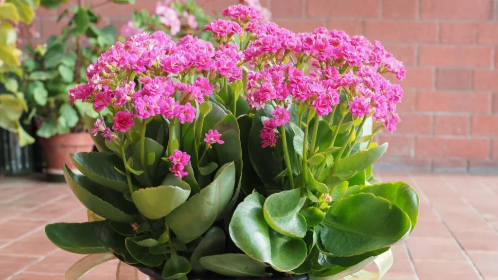 kalanchoe