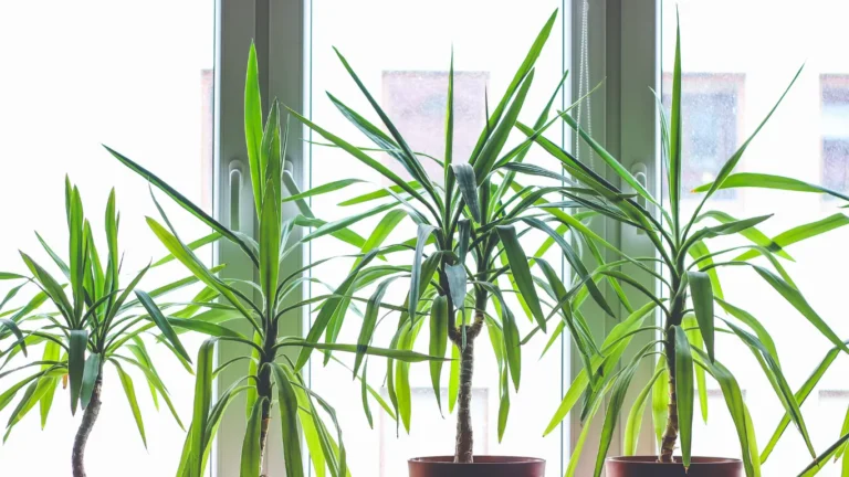 Dracaena marginata