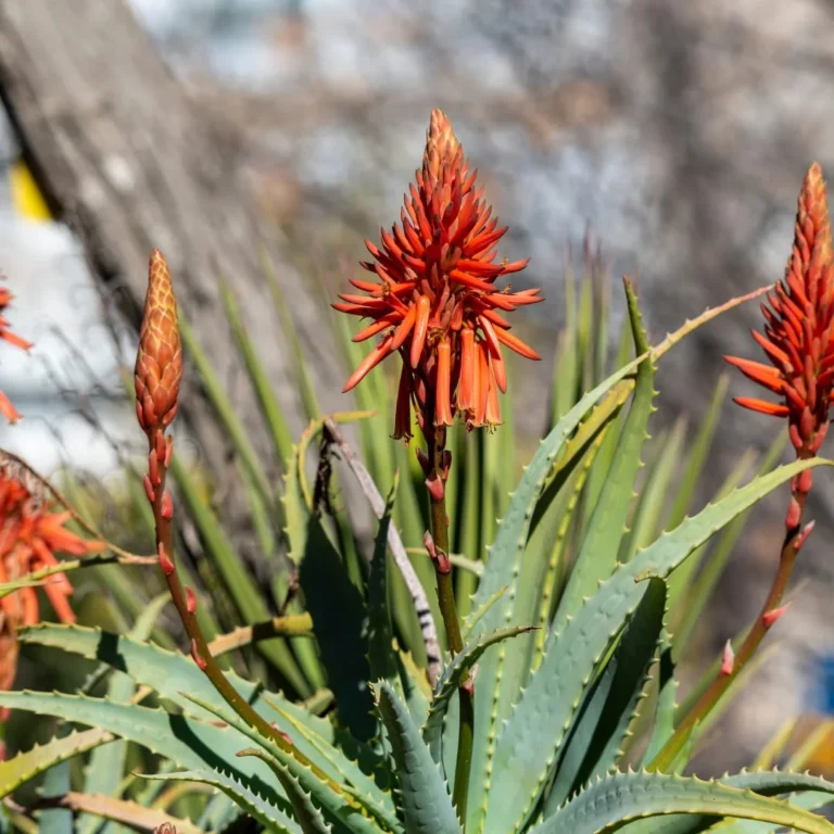 Aloe vera flower