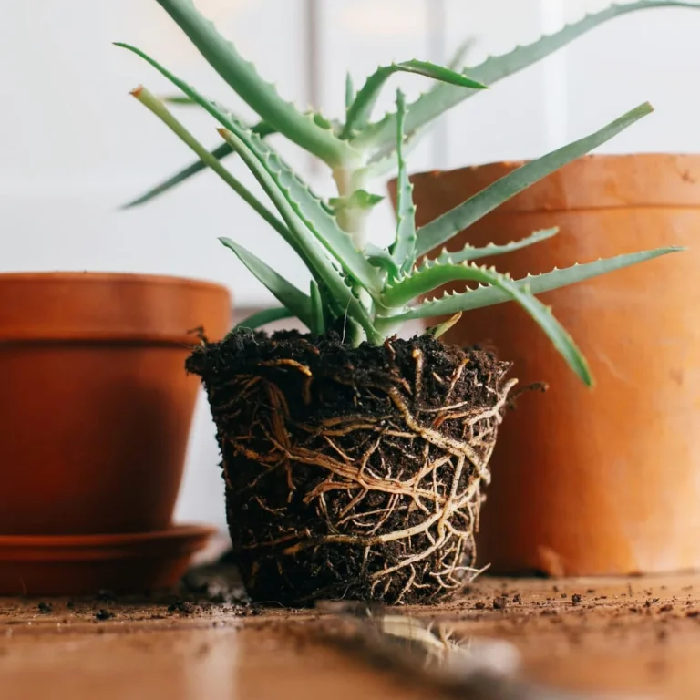 Aloe vera repotting